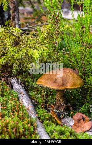 Closeup on single moss mushroom in green moss in forest Stock Photo