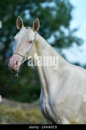 Perlino Akhal Teke stallion with blue eyes in a show halter outside. Portrait. Stock Photo