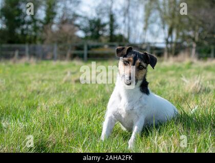 Uk Leicestershire April 2015 Jack Russell Lying On Colourful