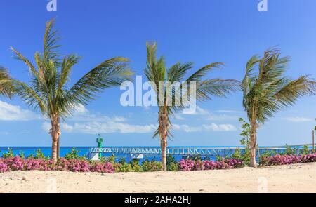 Palm trees on the Bahamas Stock Photo