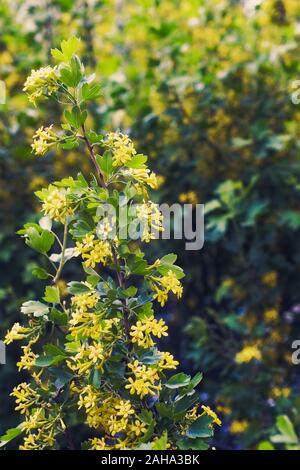 Yellow flowers of Golden Buffalo Currant Ribes Aureum background Stock Photo