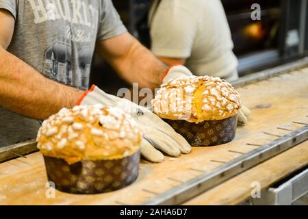 Italian pastry chef Baking Panettone sweet italian cake Stock Photo