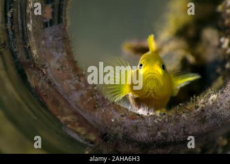 Lemon gobies  (Lubricogobius exiguus).  Underwater macro photography from Anilao, Philippines Stock Photo