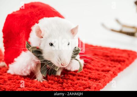 selective focus of rat in costume on red carpet in New Year Stock Photo