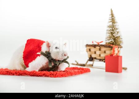 selective focus of rat in costume on red carpet in New Year Stock Photo