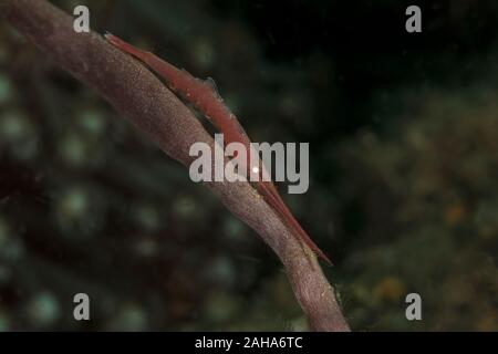 Ocellated Tozeuma Shrimp (Tozeuma lanceolatum). Underwater macro photography from Anilao, Philippines Stock Photo