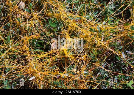 Dodder Genus Cuscuta is The parasite wraps the stems of plant cultures with yellow threads and sucks out the vital juice and nutrients Stock Photo