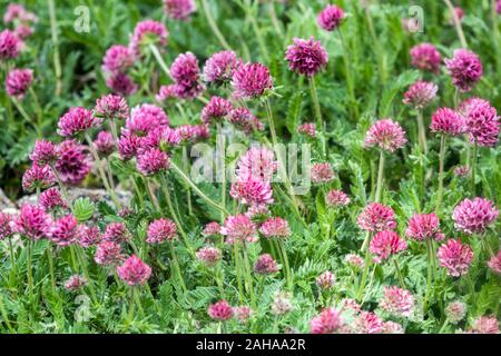 Mountain Kidney vetch Anthyllis montana Stock Photo