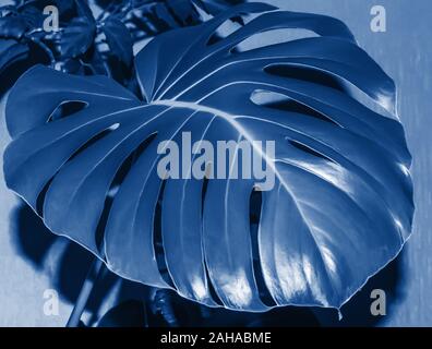 Close-up of big monstera leaf toned in trendy classic blue - color of the year 2020. Scene with a single leaf. Tropical concept and design element. Stock Photo