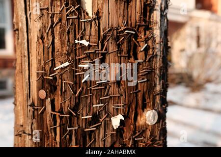 Close up of rusty staples on a very worn looking telegraph pole, Ottawa, Ontario, Canada. Stock Photo
