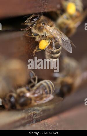 04.04.2018, Berlin, Berlin, Germany - Honeybee with pollen in front of the entrance hole of a beehive. 00S180404D007CAROEX.JPG [MODEL RELEASE: NOT APP Stock Photo