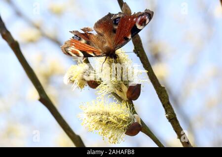 08.04.2018, Briescht, Brandenburg, Germany - Peacock butterfly collects nectar from a blooming willow catkin of the sallow. 00S180408D012CAROEX.JPG [M Stock Photo