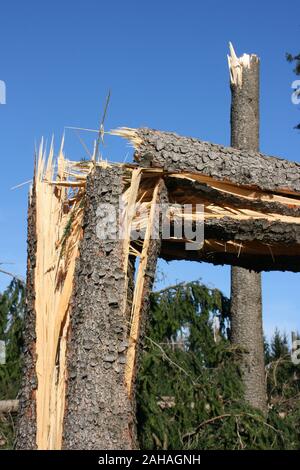 Sturmschaden im Wald, umgestürzte Bäume, Stock Photo