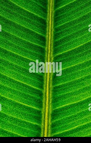 Close up of detail line on green sheets of elastic ficus for texture background. Vertical format. Close up. Stock Photo