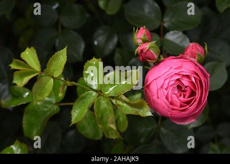 The flower head with leaves of Kordes Rose Pomponella in the garden Stock Photo