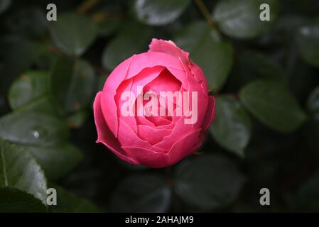 The flower head with leaves of Kordes Rose Pomponella in the garden Stock Photo