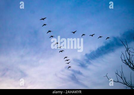 A flock, or skein, of migrating Canada geese cross a cloudy textured sky as silhouettes as they fly n their characteristic 'V' or 'wedge' formation. Stock Photo