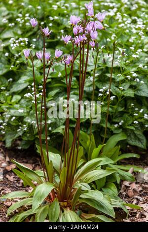 Shooting Star Dodecatheon meadia brunnera Stock Photo