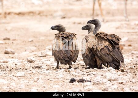 Three White-backed vultures (Gyps africanus) on a stony, barren ground, Namibia Stock Photo
