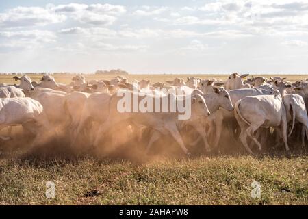 Nelore Cows on the meadow in Parana, Brazil Stock Photo