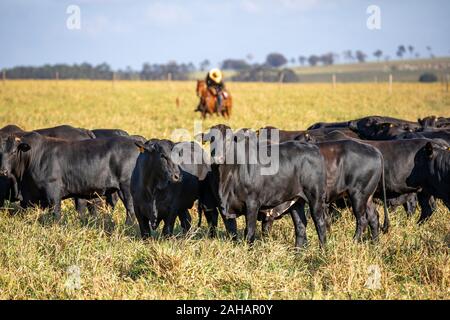 Angus cattle on a farm in Parana, Brazil Stock Photo