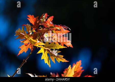 Colorful autumn leaves background in Flagstaff, Arizona Stock Photo