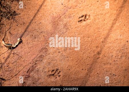 Paw Prints in the sand (dog) Stock Photo