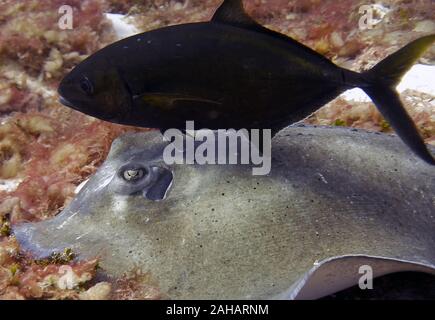 A Southern Stingray (Hypanus americanus) searching for food Stock Photo