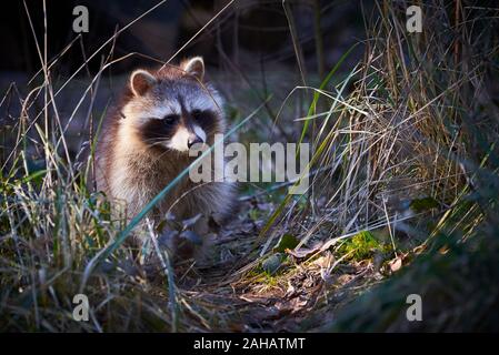 Raccoon searching for food (Procyon lotor) Stock Photo