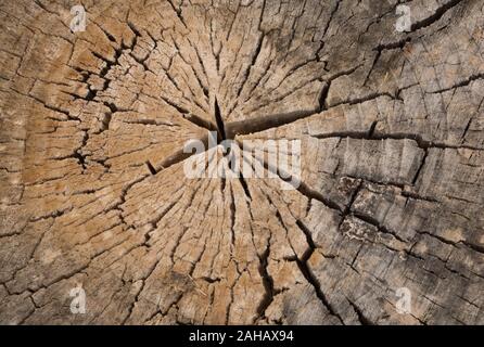 A unique old, worn, weathered section of wood with cracked rings and amazing detailed texture great for backgrounds Stock Photo