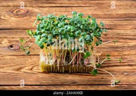 Fresh microgreens. Sprouts of radish daikon on wooden background. Stock Photo