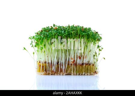 Fresh microgreens. Sprouts of watercress isolated on white. Stock Photo