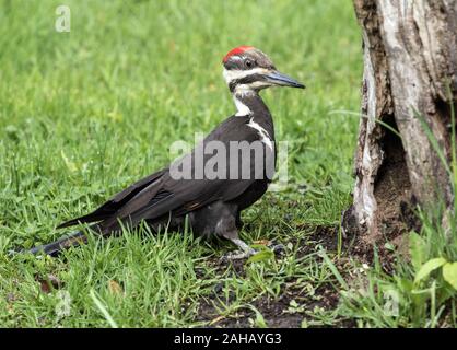 Closeup of  the largest woodpecker in North America, the Pileated Woodpecker (Dryocopus pileatus) perched on grass near dead tree in Quebec,Canada Stock Photo
