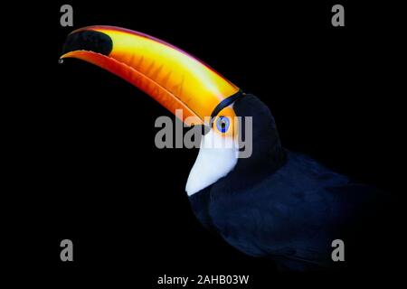 Toco Toucan - Toucan Ramphastos toco albogularis' Stock Photo