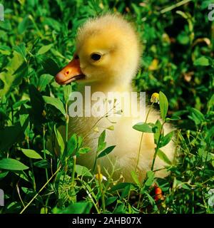 A little yellow goose on a green lawn Stock Photo