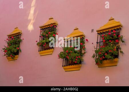 A row of small windows with yellow frames and covered by black iron bars, with pretty red geranium flowers growing on the windowsill, in a pink wall in the town of Ronda in Andalusia, southern Spain Stock Photo