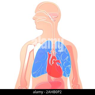 3D illustration human anatomy made of semitransparent plastic, lungs and heart highlighted, brain, kidneys, stomach, bones, liver. White background. Stock Photo