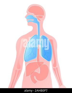 3D illustration human anatomy made of semitransparent plastic, lungs highlighted, brain, kidneys, stomach, bones, liver. White background. Stock Photo