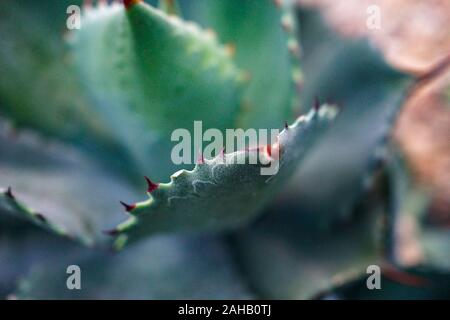 Close-up of the spiky tips of leaves on the Agave Parryi Truncata succulent plant at Singapore's flower dome Stock Photo