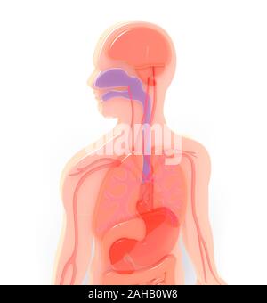 3D illustration of the human anatomy represented graphically, showing the internal organs with bright colors. Stressing the stomach. Stock Photo