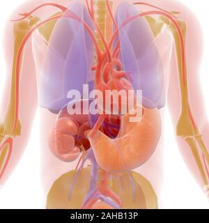 Transparent 3D illustration of human body interior showing organs, with natural colors. Stock Photo