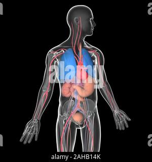 Medical illustration 3D transparent human body with visible internal organs, with natural colors. Stock Photo
