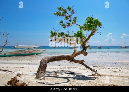 bent, soliter tree, growing on the edge of Mindanao sea, on Dumaluan beach on Panglao island Stock Photo