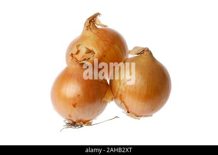 Three common onions isolated on white background. Stock Photo