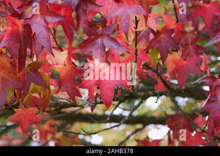 Liquidambar styraciflua 'Lane Roberts'  leaves in Autumn. Stock Photo