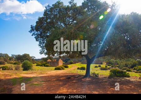 Brown dirt field, big olive tree, stone ruined house. Blue sky with white clouds. Seville, Spain Stock Photo