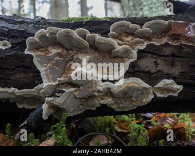 Bjerkandera adusta, commonly known as the smoky polypore or smoky bracket growing in Görvälns naturreservat, Sweden. Stock Photo