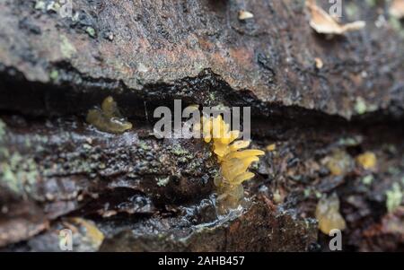 Calocera cornea (Small Stagshorn) is a jelly fungus that grows on decaying wood of decideous trees. Görvälns naturreservat, Sweden. Stock Photo