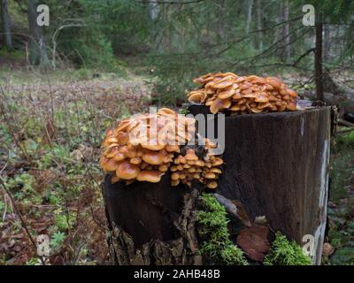 Velvet foot mushroom also known as winter mushroom (Flammulina velutipes) growing in Görvälns naturreservat, Järfälla, Sweden Stock Photo