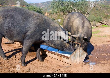 Two big black domestic pigs eating their food from feeding trough. Sunny day on the farm of Seville, Spain Stock Photo